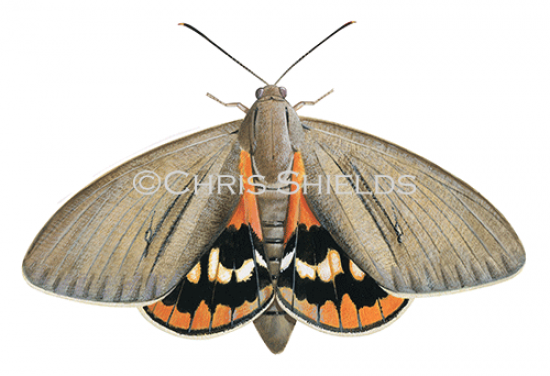 Illustration of Fan Palm Moth�(Paysandisia archon) (#4665)
