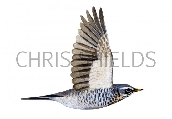 Illustration of Fieldfare in flight (Turdus pilaris) (#1200)