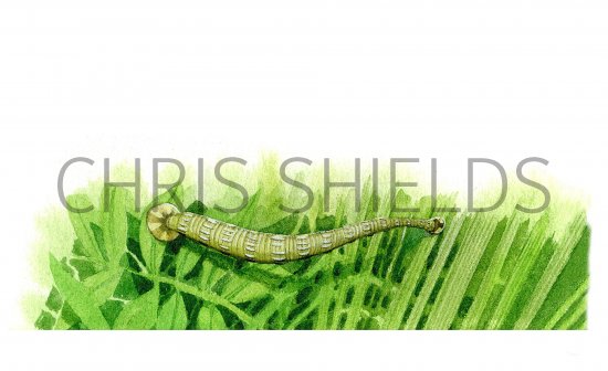 Illustration of Fish Leech (Piscicola geometra) (#0737)
