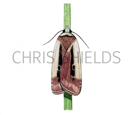 Illustration of Flame Shoulder (Ochropleura plecta) (#2882)