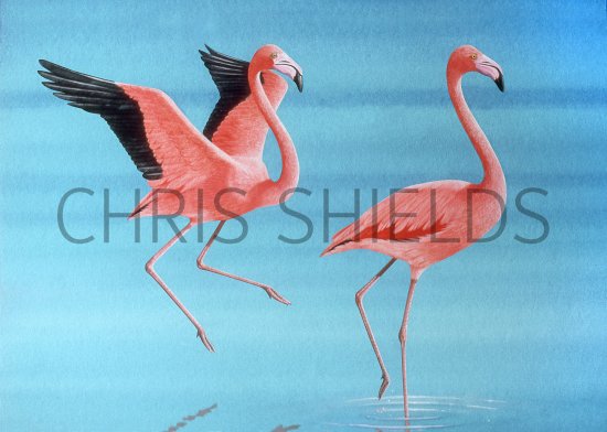 Illustration of Flamingo (American) Phoenicopterus ruber (#3867)