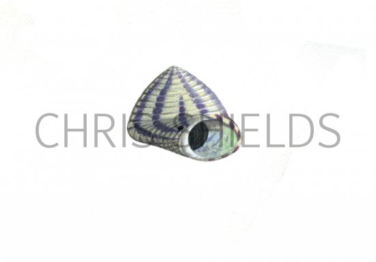 Illustration of Flat Top Shell (Gibbula unbilicalis) (#0809)