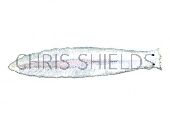 Illustration of Flatworm (Dendrocoeium) (#1537)