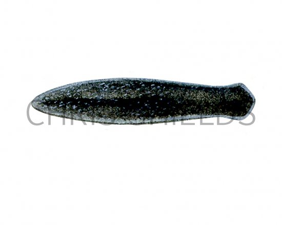 Illustration of Flatworm (Polycelis) (#2285)