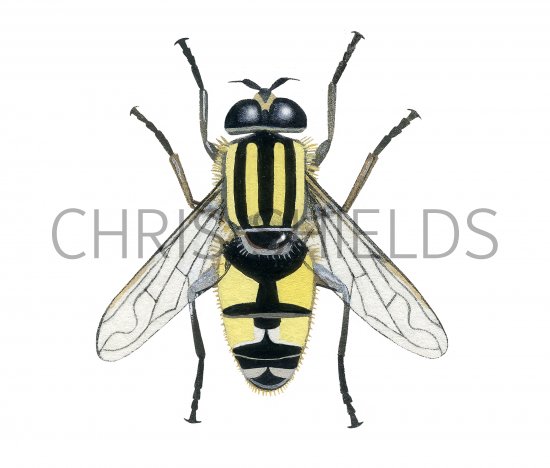 Illustration of Footballer Hoverfly (Helophilus pendulus) (#4283)