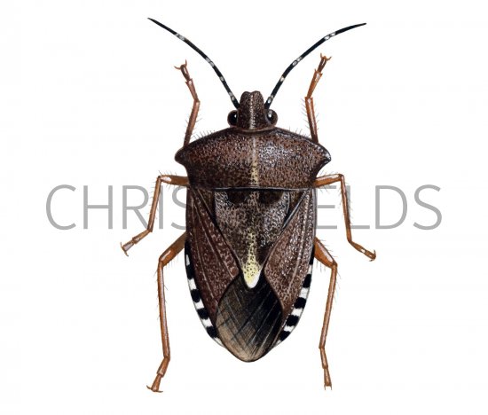 Illustration of Forest Bug (Pentatoma rufipes) (#2145)