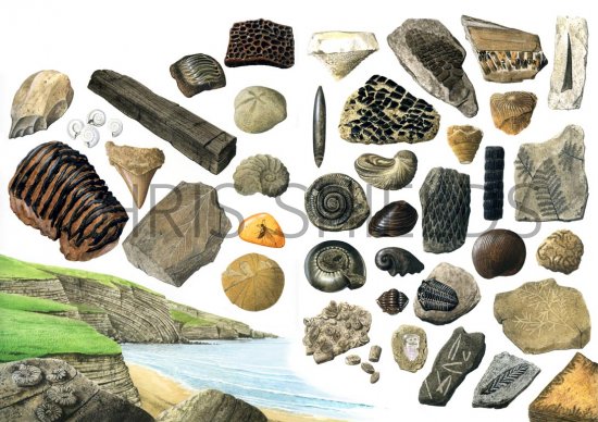 Illustration of Fossils (complete spread) (#0647)