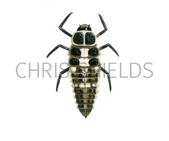 Illustration of Fourteen-spot Ladybird Larvae (Propylaea 14-punctata) (#1795)