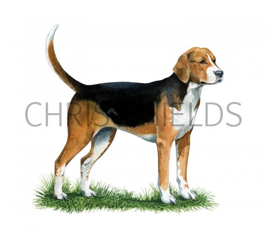 Illustration of Fox Hound (Canis lupus familiaris) (#2206)