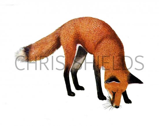 Illustration of Fox (red) Vulpes vulpes (#1621)