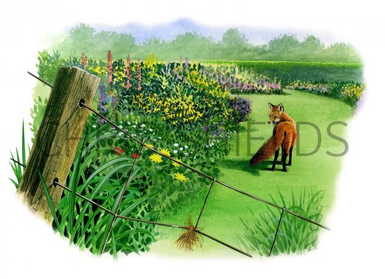 Illustration of Fox (red) Vulpes vulpes.jpg (#2976)