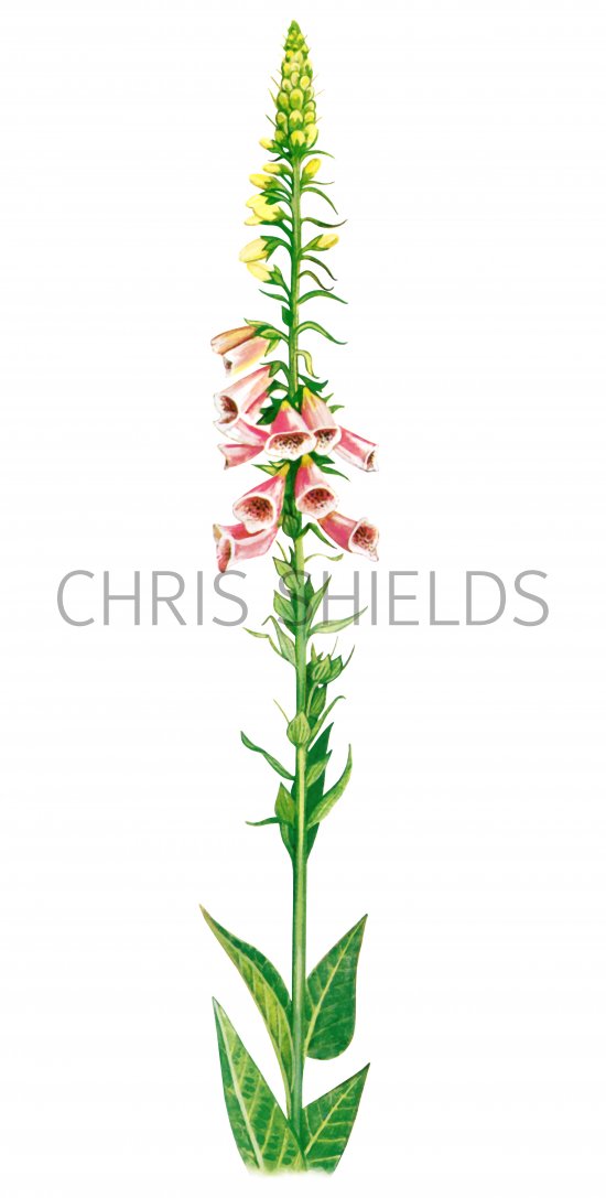 Illustration of Foxglove (Digitalis purpurea) (#4378)