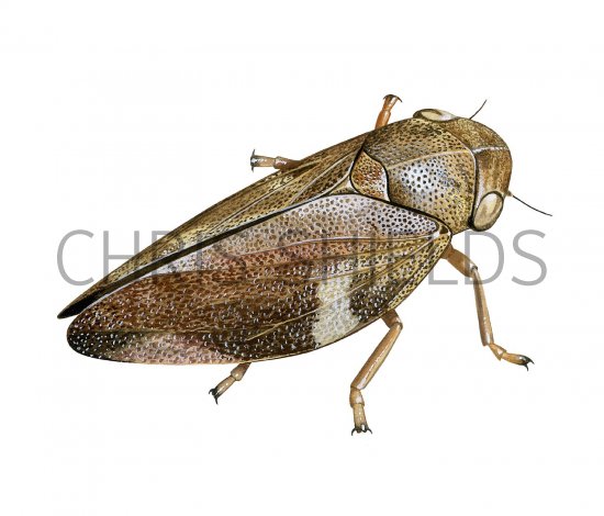 Illustration of Common Froghopper (Philaenus spumarius) (#2668)