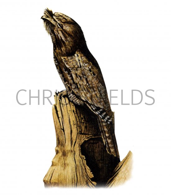 Illustration of Frogmouth (Podargidae) (#4319)