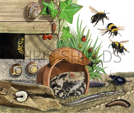 Illustration of Garden Mini Bugs (#4314)