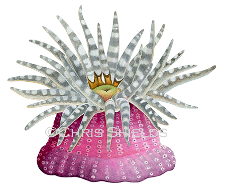 Illustration of Gem (Wartlet) Anemone (Aulactinia verrucosa) (#4603)