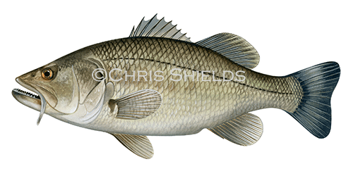 Illustration of Generic Fish (#4584)