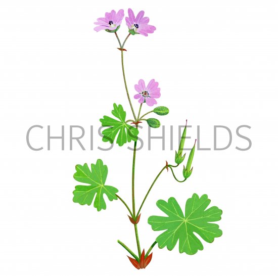 Illustration of Geranium rotundifolium (#2764)