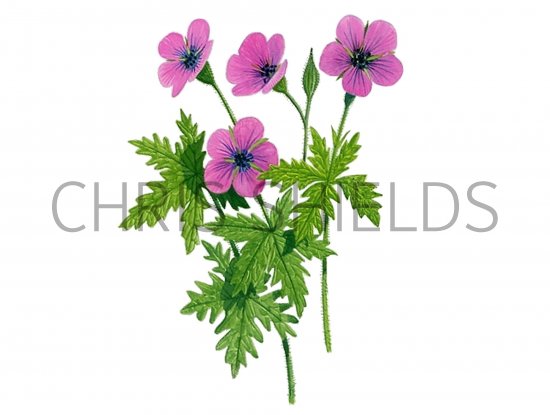 Illustration of Geranium (Wood) Geranium sylvaticum (#0963)