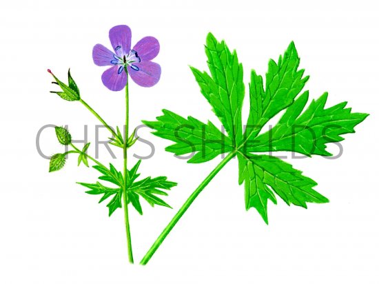 Illustration of Geranium (Wood) Geranium sylvaticum (#0966)
