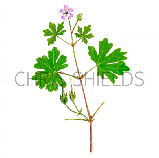 Illustration of Geranium pusillum (Small-flowered Cranes-bill) (#2766)