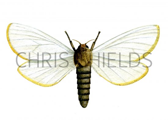 Illustration of Ghost Swift Moth (male) Hepialus humuli (#1314)