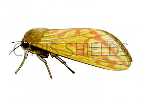 Illustration of Ghost Swift Moth (female) Hepialus humuli (#1425)
