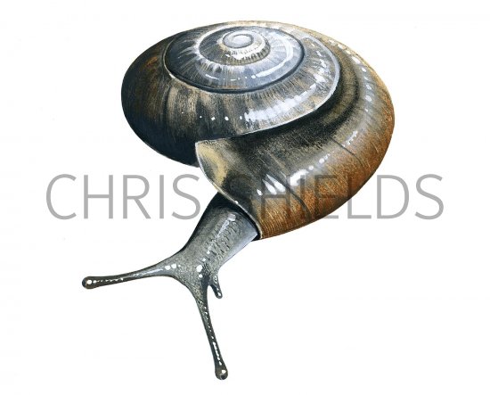 Illustration of Glass Snail (Oxychilus draparnaudi) (#2521)