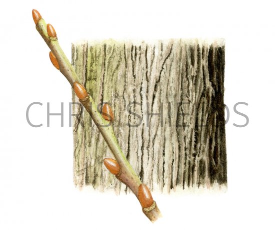 Illustration of Goat Willow bark & twig (Salix caprea) (#2398)