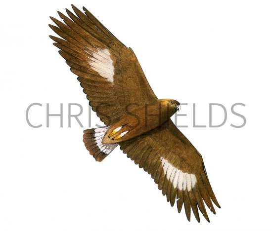Illustration of Golden Eagle (Aquila chrysaetos) (#1980)