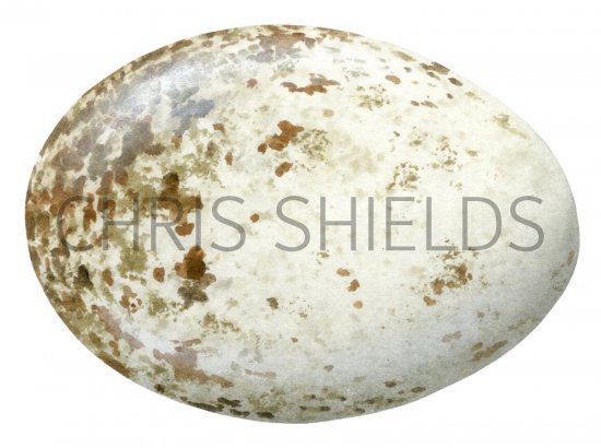 Illustration of Golden Eagle egg (Aquila chrysaetos) (#1726)