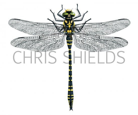 Illustration of Golden-ringed Dragonfly (Cordulegaster boltonii) (#2055)