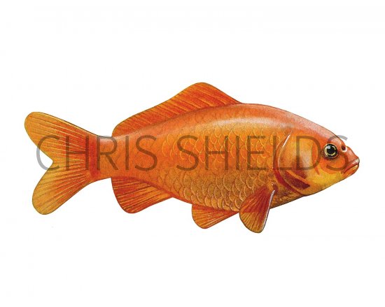 Illustration of Goldfish (Carassius auratus) (#2697)