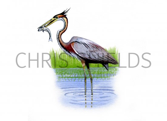 Illustration of Goliath Heron (Ardea goliath)  (#0890)