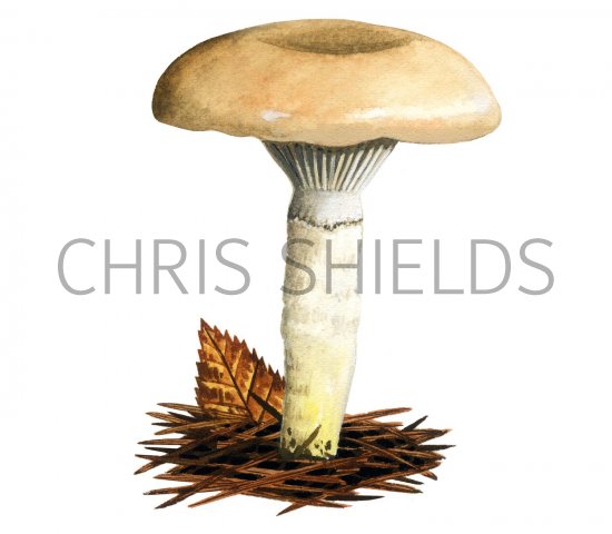 Illustration of Gomphidius glutinosus (Slimy  Spike) (#2320)