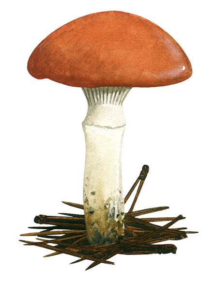 Illustration of Gomphidius roseus (Rosy Spike) (#1987)