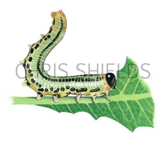 Illustration of Gooseberry Sawfly Larvae (Nematus ribesii) (#2671)