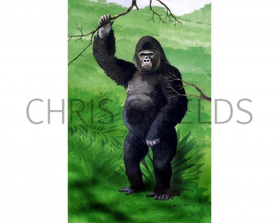 Illustration of Gorilla (Gorilla beringei beringei) (#0500)