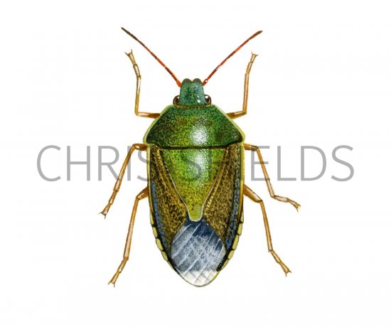 Illustration of Gorse Shieldbug (Piozoderus lituratus) (#2150)
