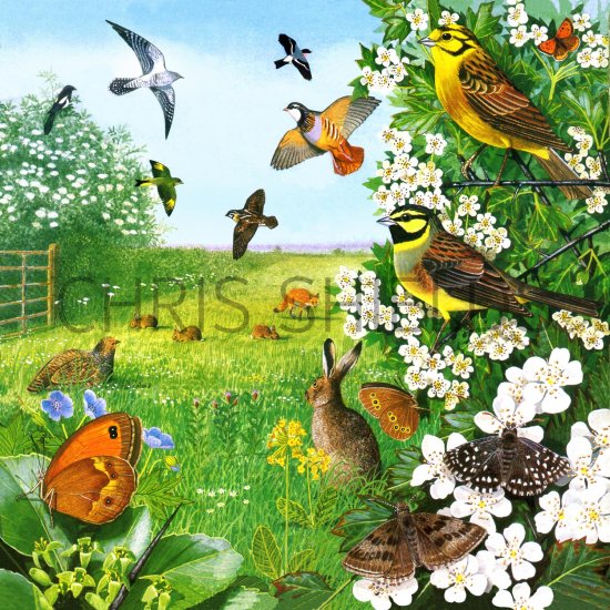 Illustration of Grassland Wildlife (#1722)