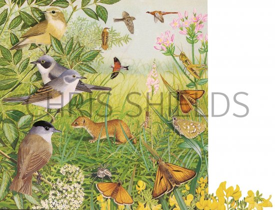 Illustration of Grassland Wildlife  (#3374)