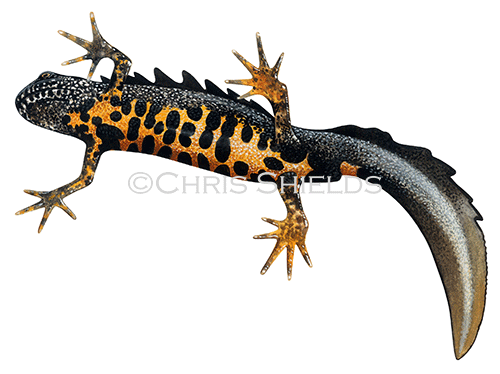 Illustration of Great Crested Newt male (Triturus cristatus) (#1400)