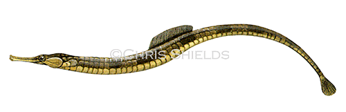 Illustration of Great Pipefish (Snygnathus acus) (#0174)