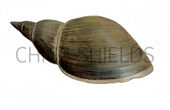 Illustration of Great Pond Snail (Lymnaea stagnalis) (#1556)