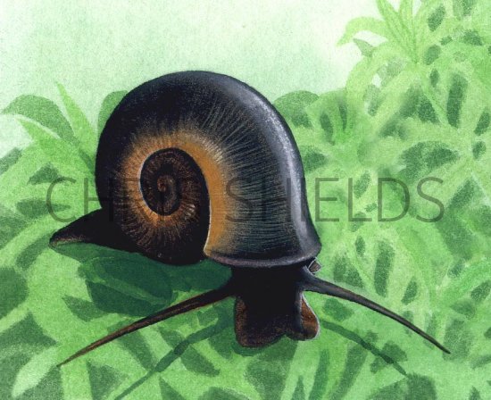 Illustration of Great Ramshorn Snail (Planorbis planorbis) (#1554)