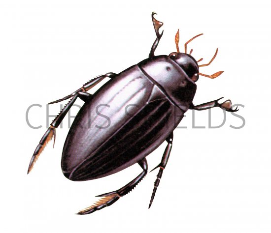 Illustration of Great Silver Beetle (Hydrous piceus) (#2296)