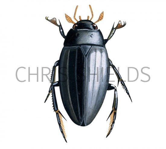 Illustration of Great Silver Beetle (Hydrous piceus) (#2375)