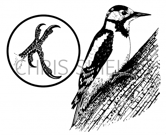 Illustration of Great Spotted Woodpecker (Dendrocopos major) (#4346)