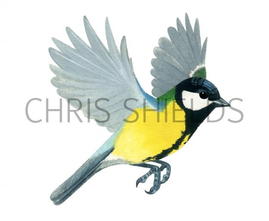 Illustration of Great Tit (Parus major) (#1161)
