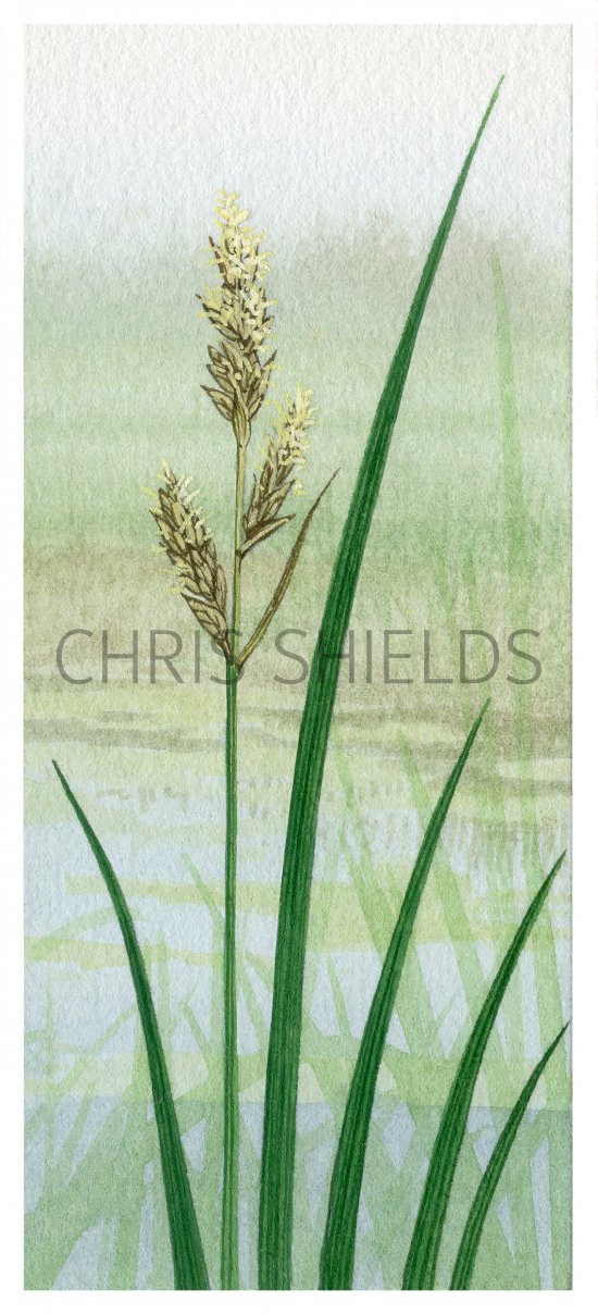 Illustration of Great Tussock Sedge (Carex paniculata) (#4389)